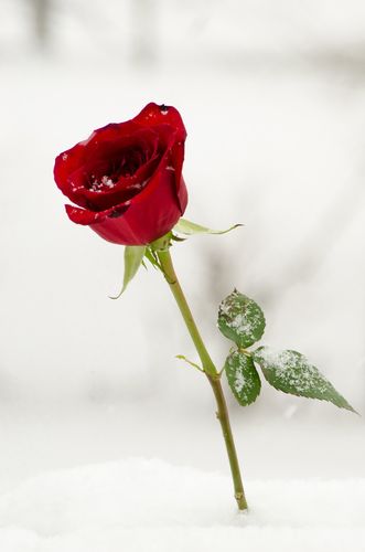 位圖 植物攝影 寫實花卉 花朵 數(shù)碼照片 免費素材