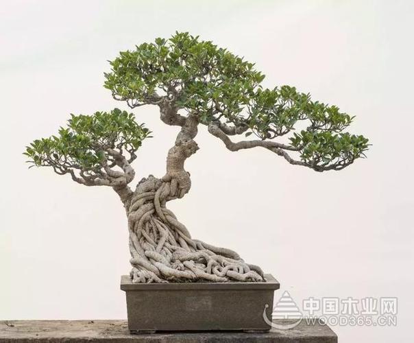 18款榕樹(shù)盆景圖片一起來(lái)欣賞榕樹(shù)造型