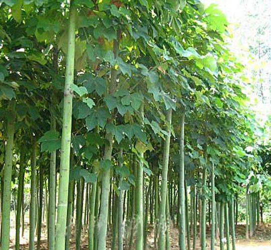 樹種種子林木新采青采青梧桐樹梧桐行道行道樹灌木家庭園藝種子