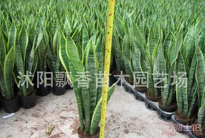 【夏陽批發(fā)虎尾蘭虎皮蘭盆栽盆景多肉植物盆栽】沭陽飄香苗木園藝場