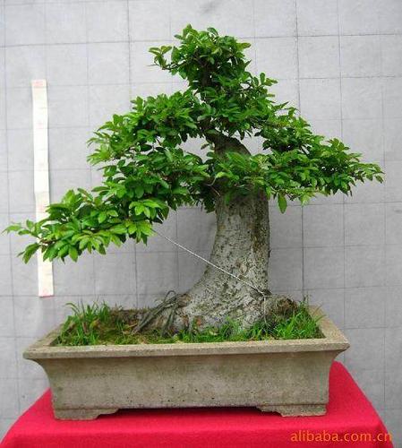 榆樹老樁盆景怎樣栽植的8個注意事項