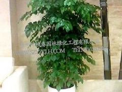 蘇州葉枝春園林出售優質盆景裝飾--室內花草盆景圖片|蘇州葉枝春園林出售優質盆景裝飾--室內花草盆景產品圖片由蘇州葉枝春園林綠化工程有限公司公司生產提供-企業庫網