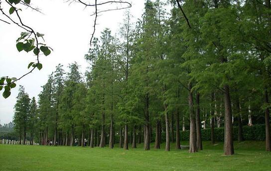 林業局:高度重視林木產品的質量提升和品牌建設工作