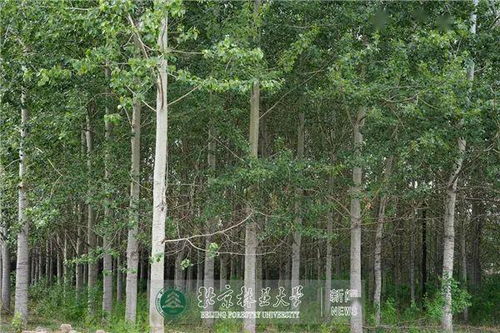 科研動態(tài) 北林大近期科研進展掃描