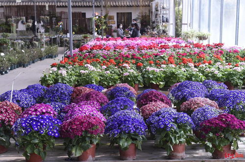 項(xiàng)目簽約資金6000余萬元 成都花卉全產(chǎn)業(yè)鏈信息服務(wù)平臺(tái)今天發(fā)布