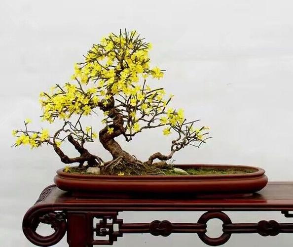 迎春花盆景養殖方法2017迎春花盆景圖片大全