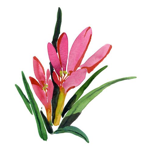 位圖 植物 寫意花卉 花朵 免費素材