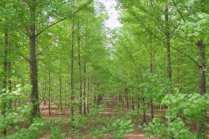 賈汪林木產(chǎn)品信息_賈汪企業(yè)產(chǎn)品分類信息_賈汪壹佰業(yè)