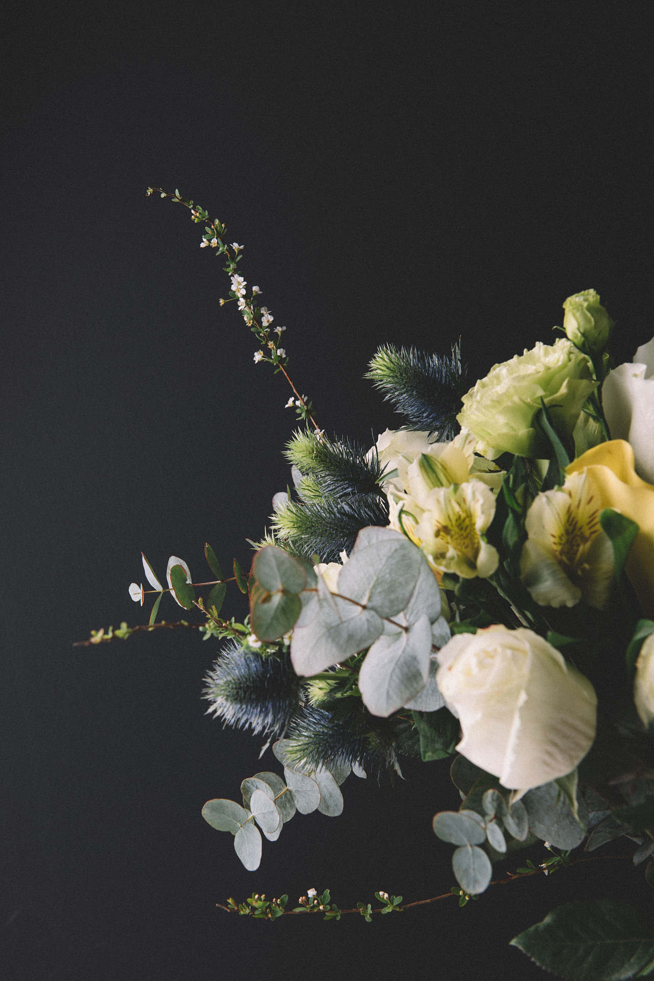 半朵鮮花產品靜物花卉攝影