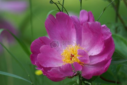 標簽: 花朵紫色花卉自然綠色環境植物綠植花草盛開的紫色花朵圖片盛開