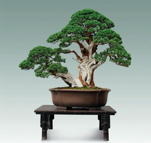 氣勢磅礴神韻蒼郁風骨巍然的側柏盆景