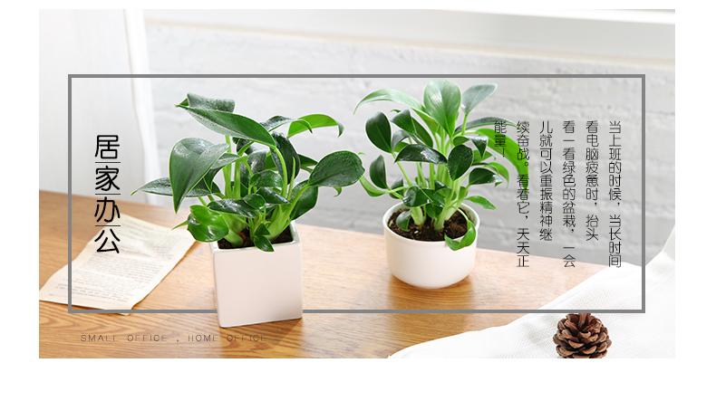 金鉆盆栽綠植室內客廳吸甲醛土培植物辦公室桌面防輻射花卉小盆景