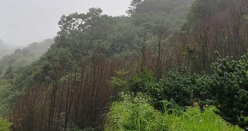 預警 一種新的毀滅性林木害蟲在溫州多地暴發(fā)