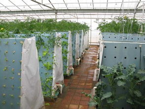 我縣首家氣霧性蔬菜栽培浙江省麗水市農科所農業(yè)智能化快繁中心