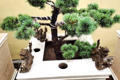 任城林木產(chǎn)品信息_找信息上任城百業(yè)網(wǎng)林木頻道