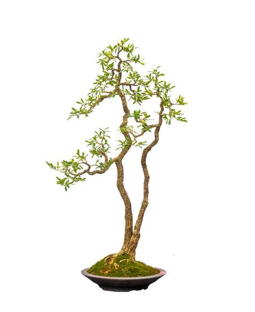 走進盆景世界,領略盆景的魅力所在