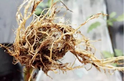 棵子養(yǎng)不壯 蔬菜產量低