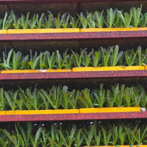 供應產品 - 昭通市巧家縣永山蔬菜種苗培育基地