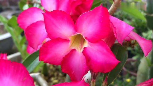 家庭養(yǎng)殖花卉的一種簡(jiǎn)單有效的自制營養(yǎng)液,學(xué)會(huì)一年能省不少錢