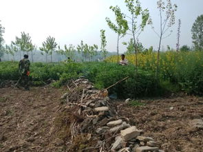 鳩占鵲巢 占耕地的林木 請走開