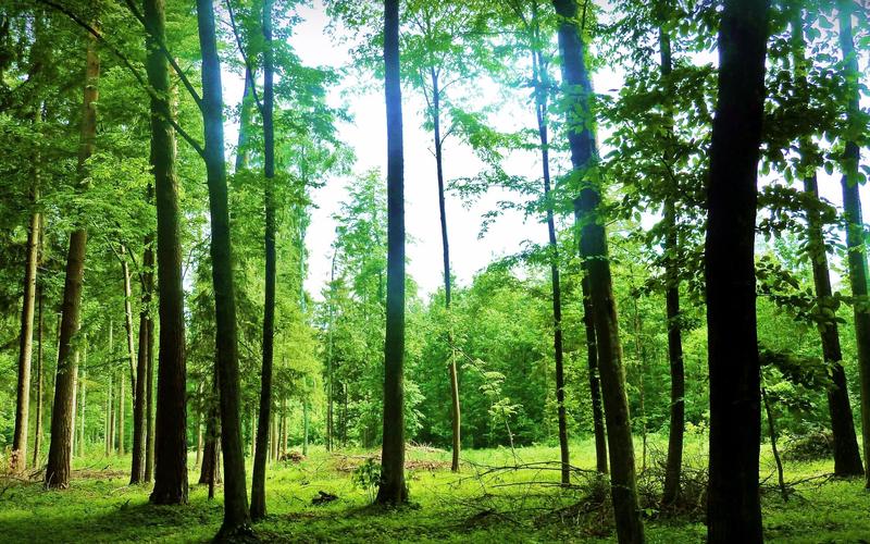 夏季景觀,綠色,森林,林木,眩光 壁紙 - 2560x1600