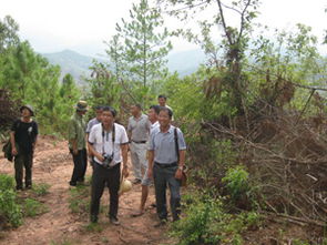 周紅斌書記檢查指導林木采伐量調查工作