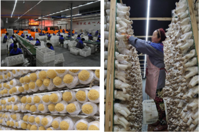 縣現(xiàn)代農(nóng)業(yè)示范區(qū)推進產(chǎn)業(yè)規(guī)模發(fā)展