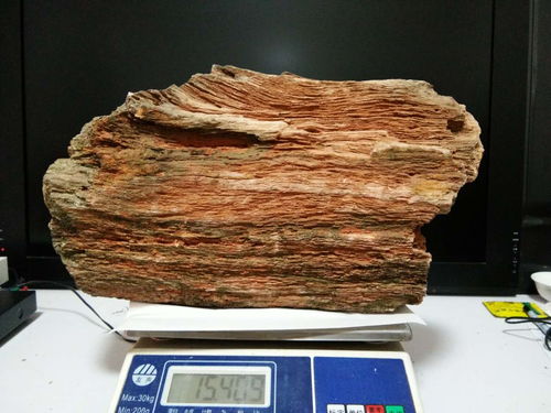 易拍網(wǎng) 趙先生精品樹木化石誠意出手