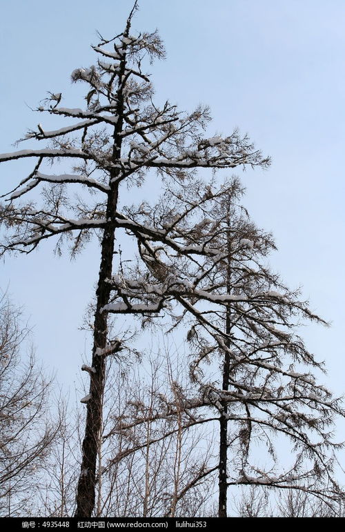相伴高清圖片下載 紅動網