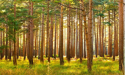 宋清輝:當(dāng)下林木產(chǎn)品市場(chǎng)表現(xiàn)低迷