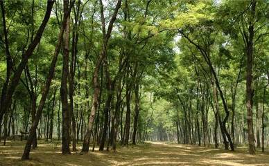 商丘:民權(quán)林場(chǎng)人沐浴改革春風(fēng) 黃河故道旁筑起&ldquo;綠色長(zhǎng)城&rdquo;