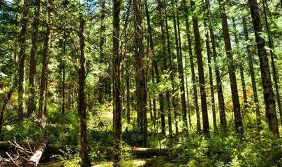 原始森林是日則溝風(fēng)景線(xiàn)的頂端,林木遮天蔽日十分的愜意