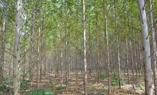 博白二十八個鄉(xiāng)鎮(zhèn)特產(chǎn),樣樣有名堂