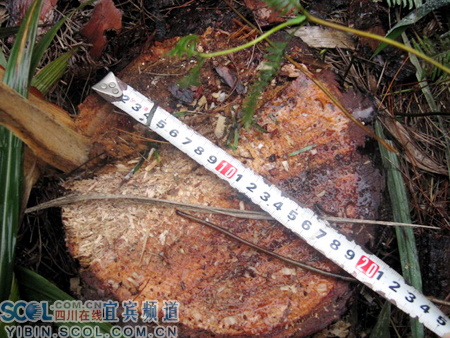 宜賓:翠屏區(qū)&ldquo;冬季戰(zhàn)役&rdquo;重拳出擊 查處一起濫伐林木案(組圖)-滾動
