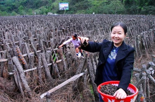 云陽鄉(xiāng)鎮(zhèn)街道形象宣傳大比拼第七期 快來為家鄉(xiāng)投票