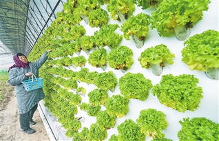 云浮日?qǐng)?bào)數(shù)字報(bào) 科技種植富農(nóng)家