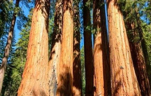 世界現(xiàn)存最大的樹,重量為2800多噸,林木學家 在商朝時期就有了