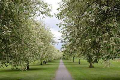 2016草色豐茂,林木秀美,一派自然_圣約翰學院評論 - 去哪兒攻略社區(qū)