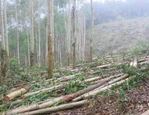 橫縣兩男子無證砍伐林木被判刑