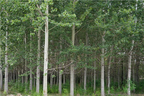 美麗中國 北林在行動 北林5號楊 成為纖維工業用材生產新良種