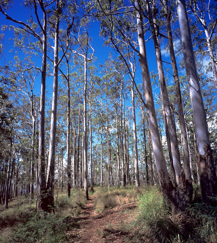 凡林木的高度相差較大,其樹(shù)冠配置明顯的分成兩層以上層次的,稱為復(fù)層