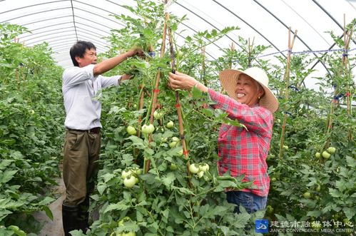 培育蔬菜 滿足市場