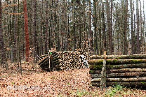林木秋天森的材伐新剪的樹堆積起來秋天的風景