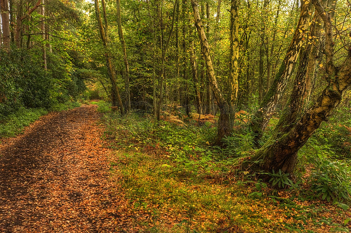 【林木】圖片免費下載_林木素材_林木