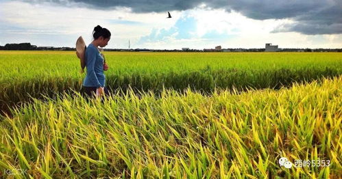 健康養(yǎng)生如天成,老撾特產(chǎn)鑄永恒