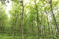 云陽縣林木中心苗圃場_世界工廠網全球企業庫