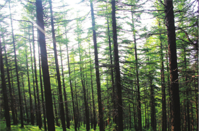 山西省黑茶山國有林管理局