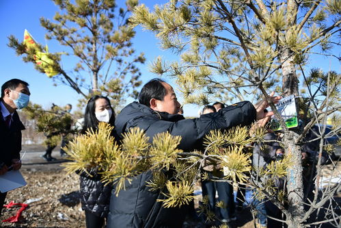 陽原縣生態林木認養活動啟動