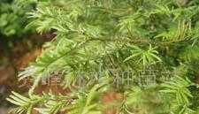 ,紅豆杉種苗,林木種苗,野生樹苗,珍希種苗_農(nóng)副產(chǎn)品_世界工廠網(wǎng)中國產(chǎn)品信息庫