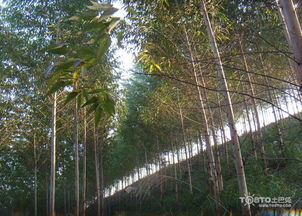 桉樹價格新統計